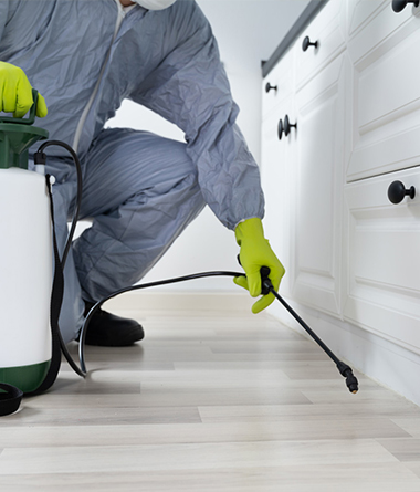 Ant Exterminator Service in Anchorage