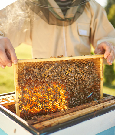 Bee Removal in Savannah