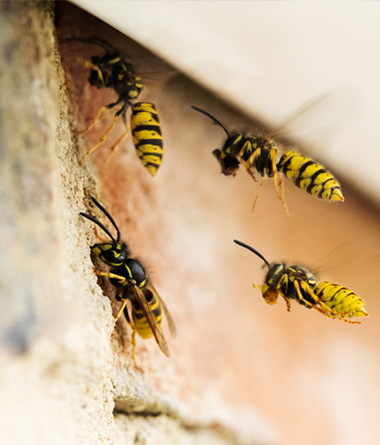 Wasp Control Service in Louisville