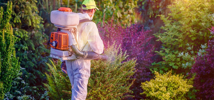 Cheap Pest Control in Anchorage