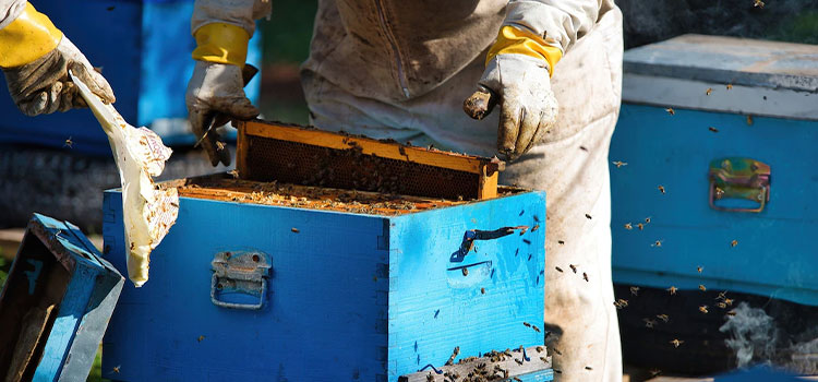Ground Bee Removal
